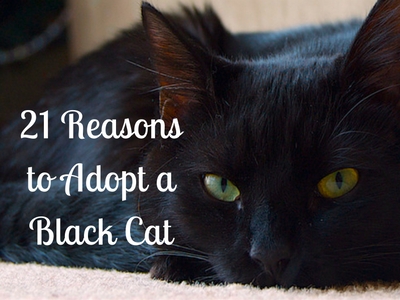 Adopt a Black Cat!