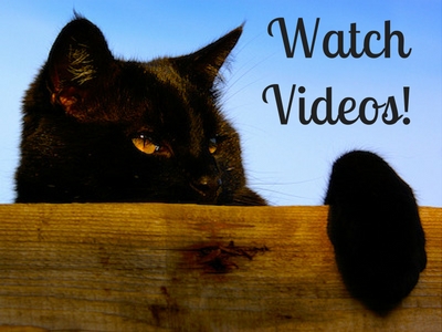 Black Cat Videos